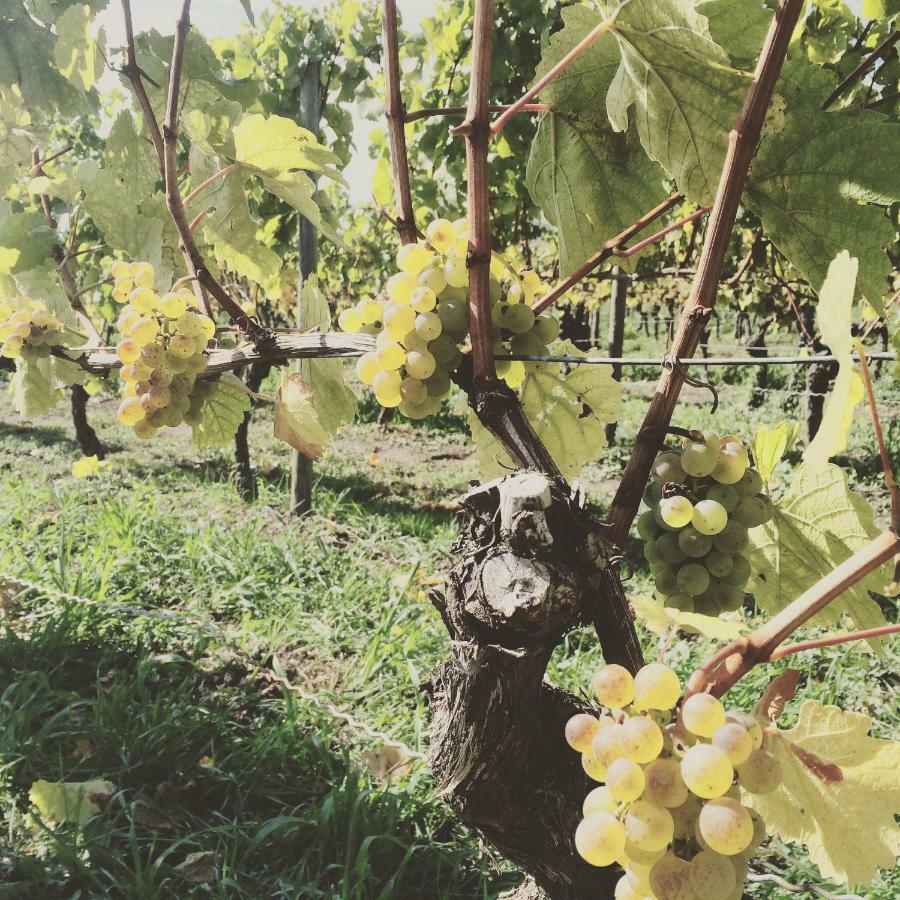 Weingut Gaestehaus Weigand إبهوفين المظهر الخارجي الصورة